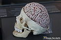 VBS_2986 - Cervello - Mostra Body Worlds